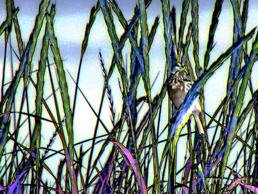 Songbird Amongst the Reeds Digital Art by Barbara A Griffin