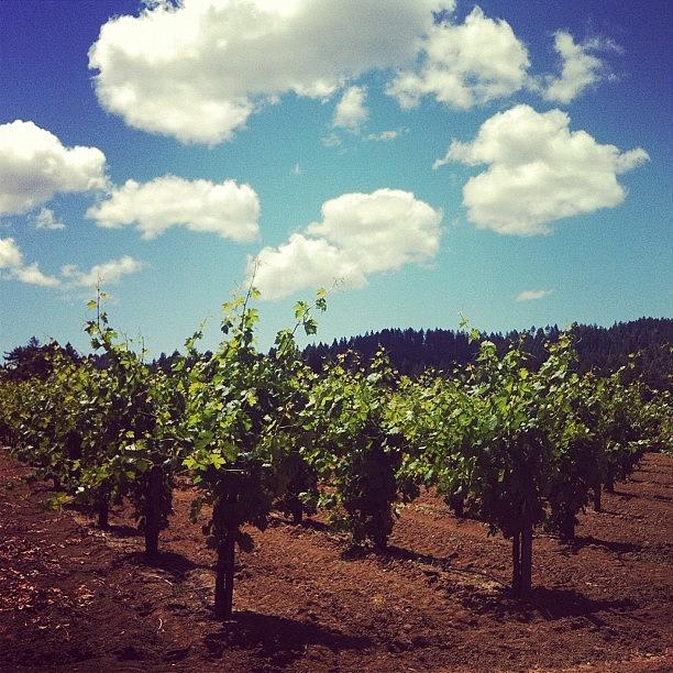 Nature Photograph - Sonoma County Vineyards by Crystal Peterson
