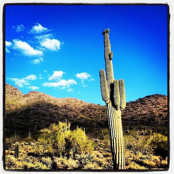 Nature Photograph - Sonoran Gateway Trailhead In by John Schultz