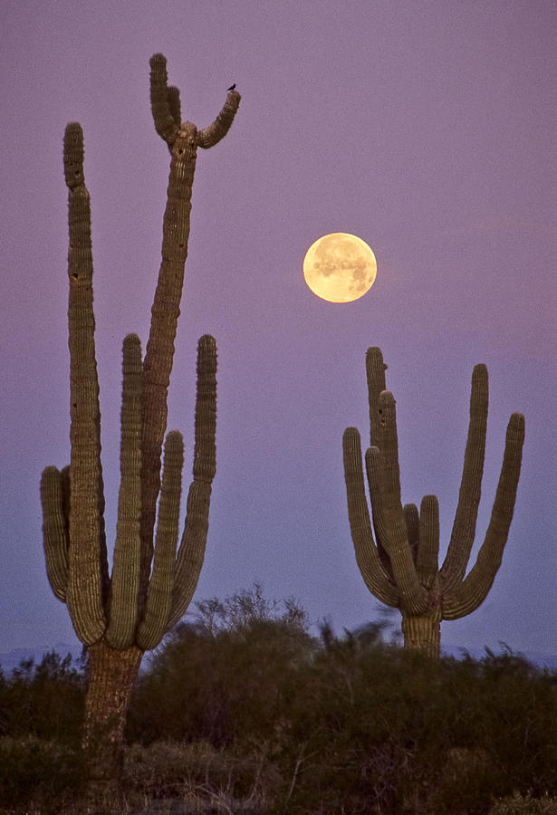 Sonoran Moonrise Photograph by Jim Painter