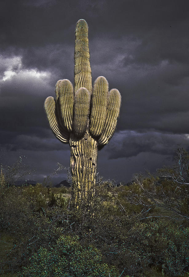 Sonoran Storm Photograph by Jim Painter