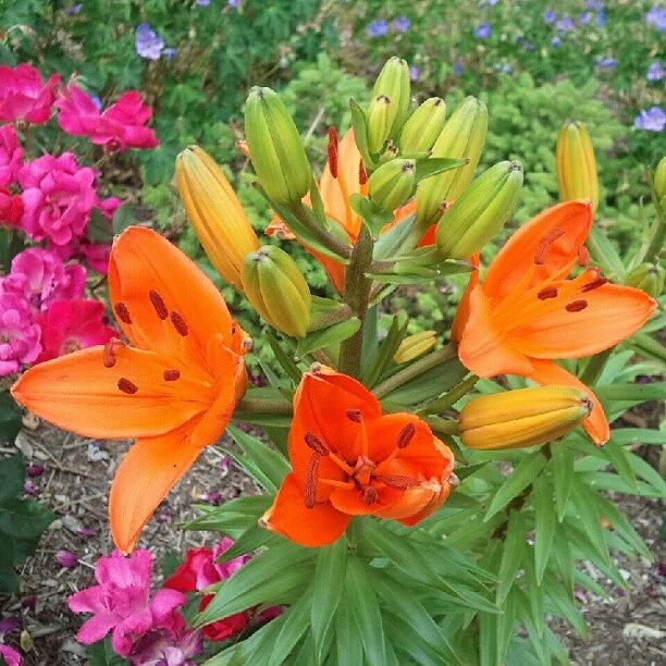 Flower Photograph - #sooc #orange #lilies #flowers #garden by Heather Hogan