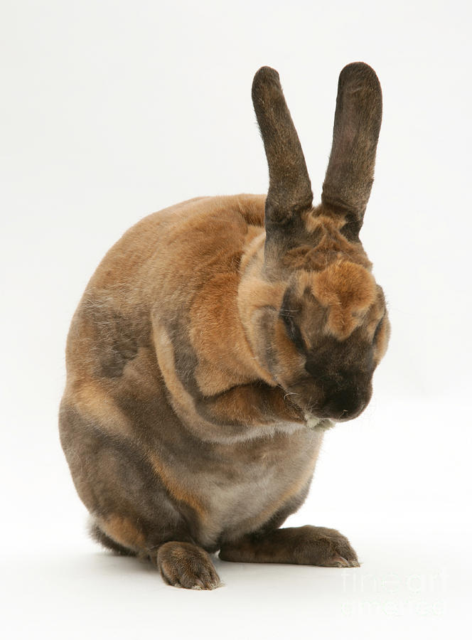 Sooty-fawn Rex Rabbit Photograph by Jane Burton
