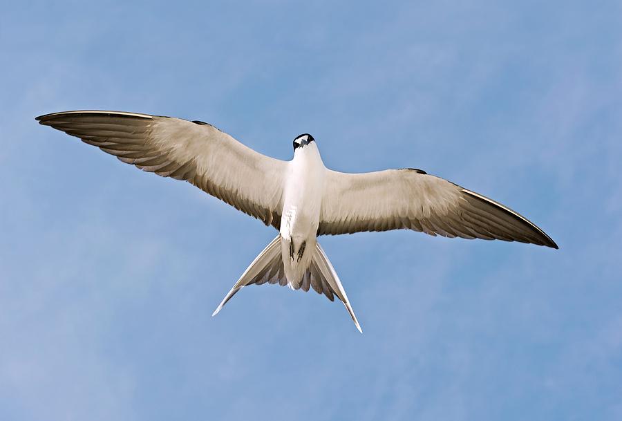 Sooty Tern In Flight by Science Photo Library