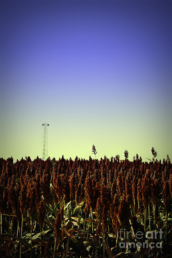 Sorghum Fields Forever Photograph by Trish Mistric