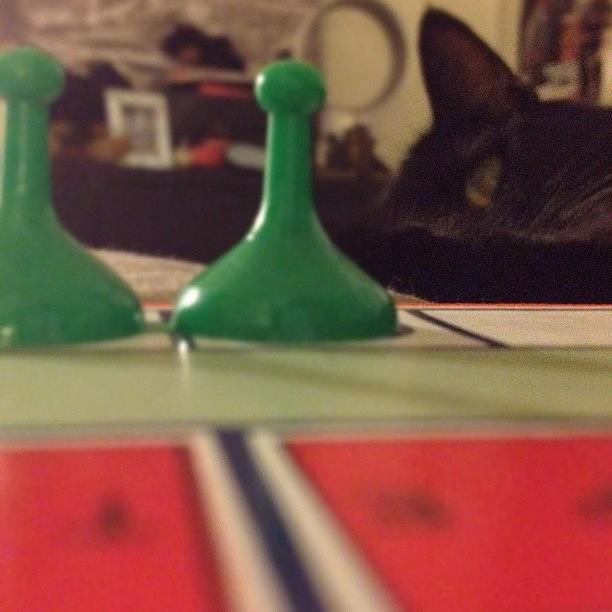 Sorry Photograph - #sorry Up Close. :) #gamenight by Momo and Little Cat