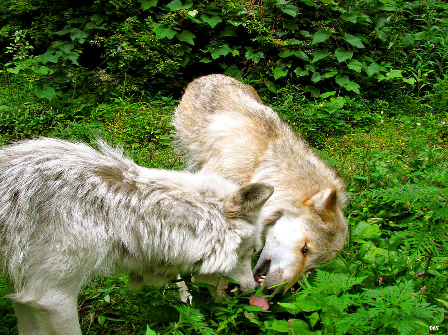 Sorry Wolf Pup Photograph by Debra     Vatalaro