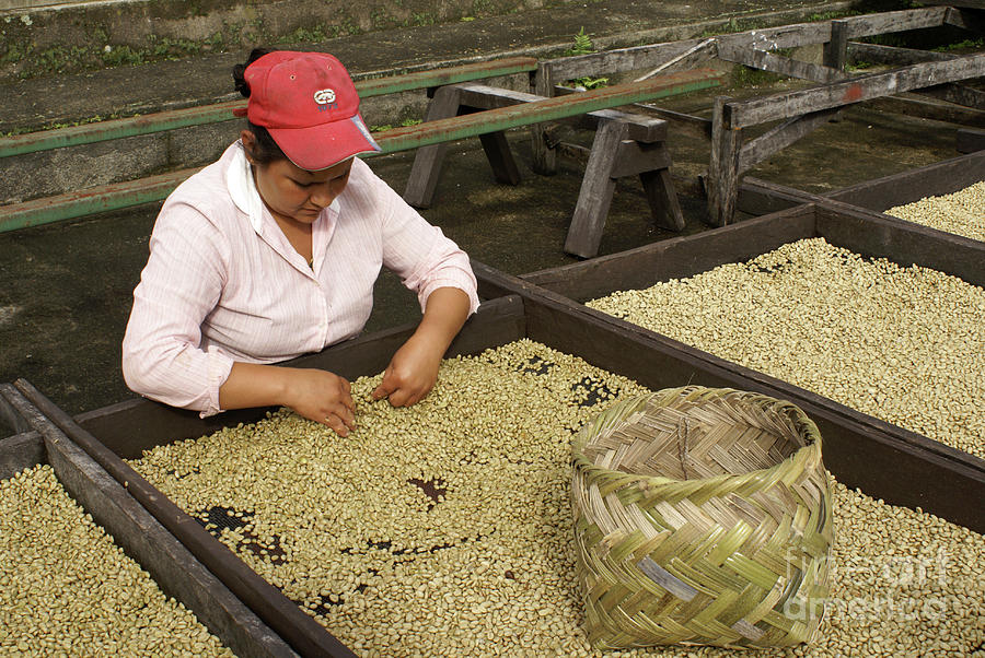 SORTING COFFEE BEANS Nicaragua Photograph by John  Mitchell