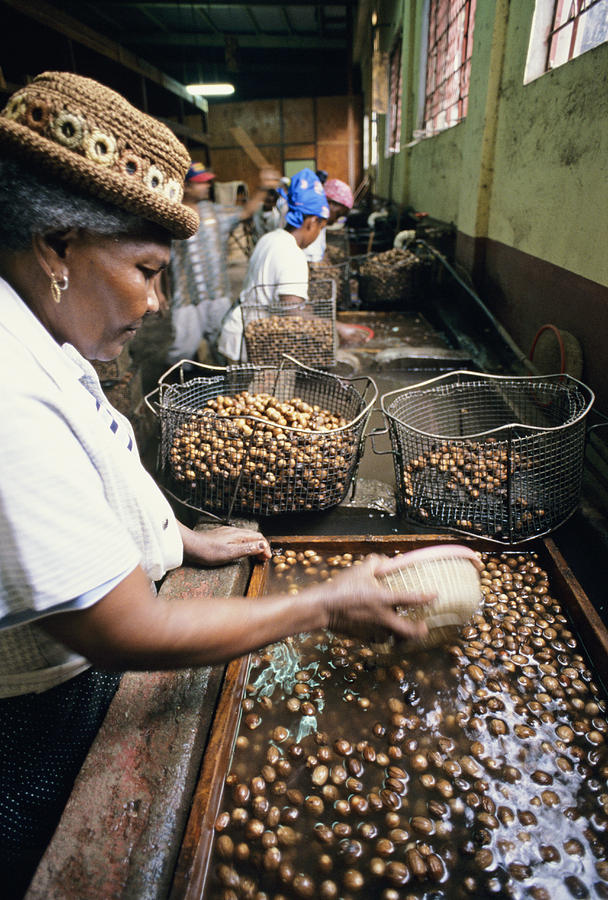 Basket Photograph - Sorting Nutmeg Seeds, Grenada by David Nunuk