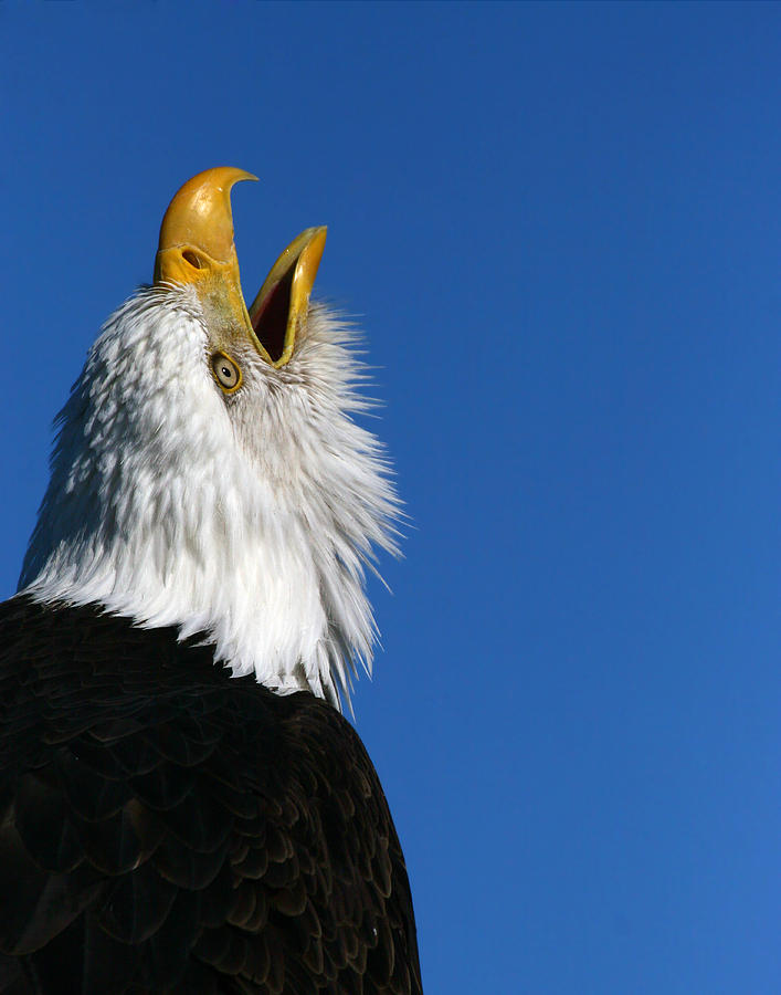 Eagle Photograph - Sounding Off by Doug Lloyd