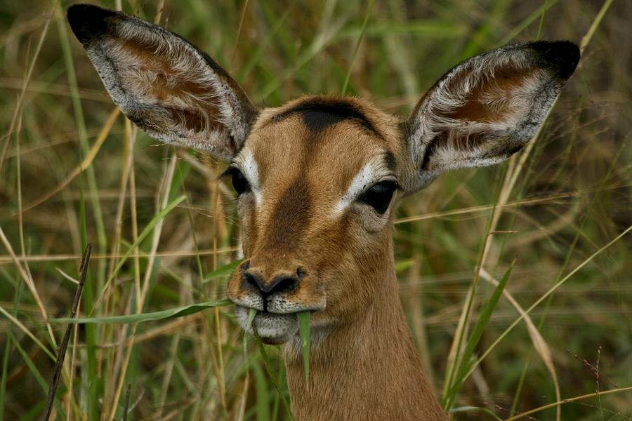 South African Gazelle by Katherine Brannaman