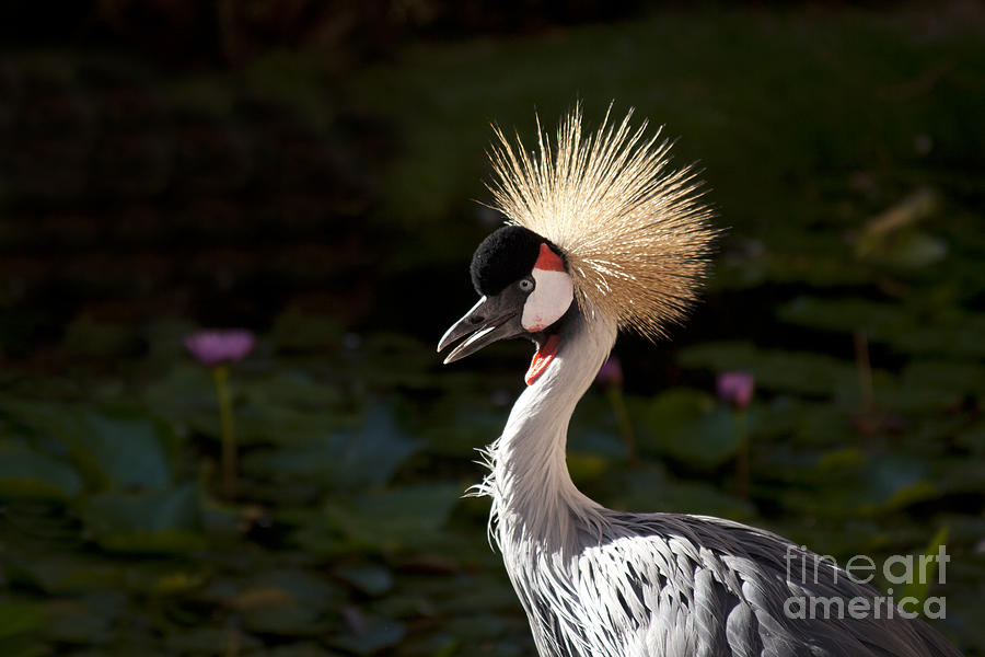 South African Grey Crowned Crane Photograph by Sharon Mau