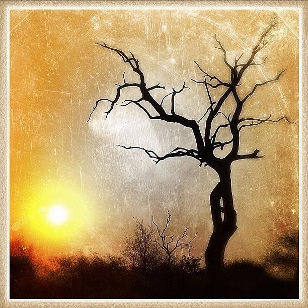 Nature Photograph - South African Sunset Grunge Style by Polly Rhodes