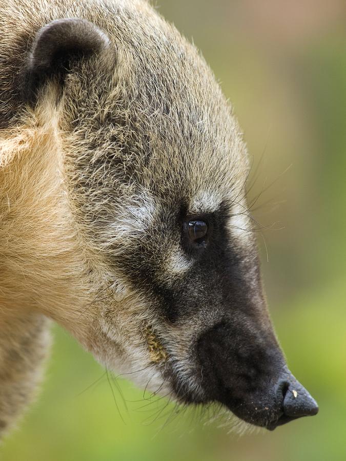 South American Coati Photograph by Adrian Bicker