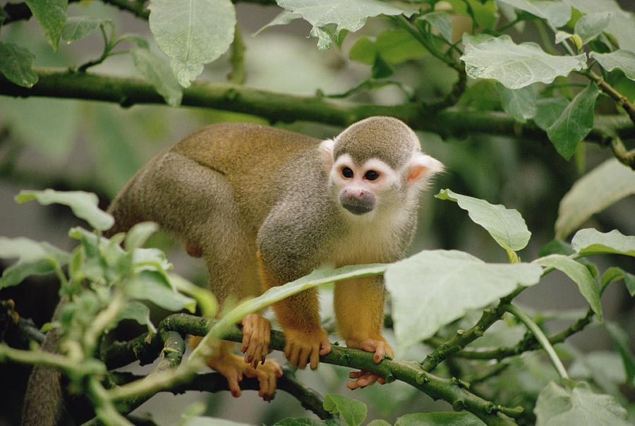 South American Squirrel Monkey Saimiri Photograph by Gerry Ellis