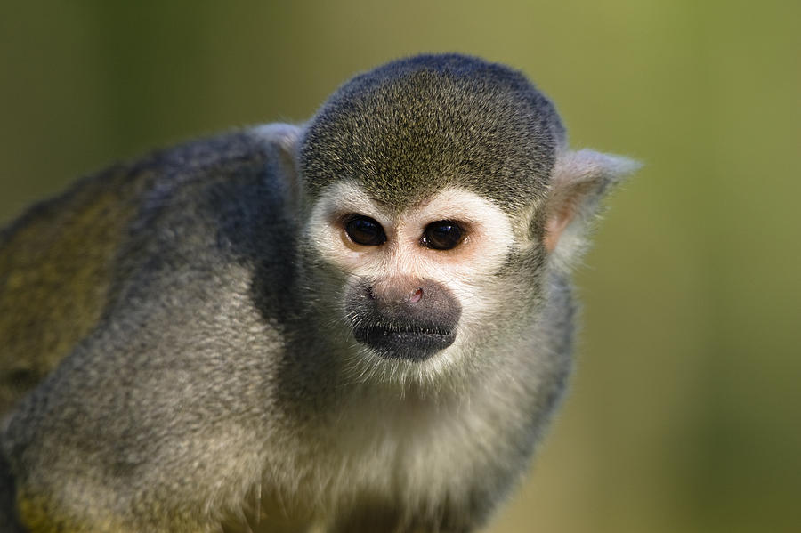 South American Squirrel Monkey Saimiri Photograph by Konrad Wothe