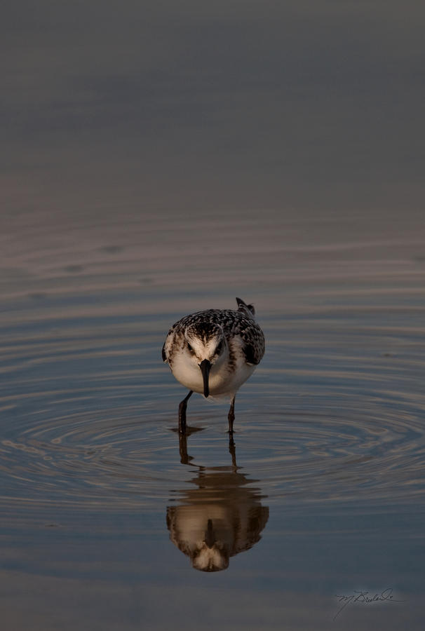 Bird Photograph - South Carolina Shore Bird by Melissa Lutes