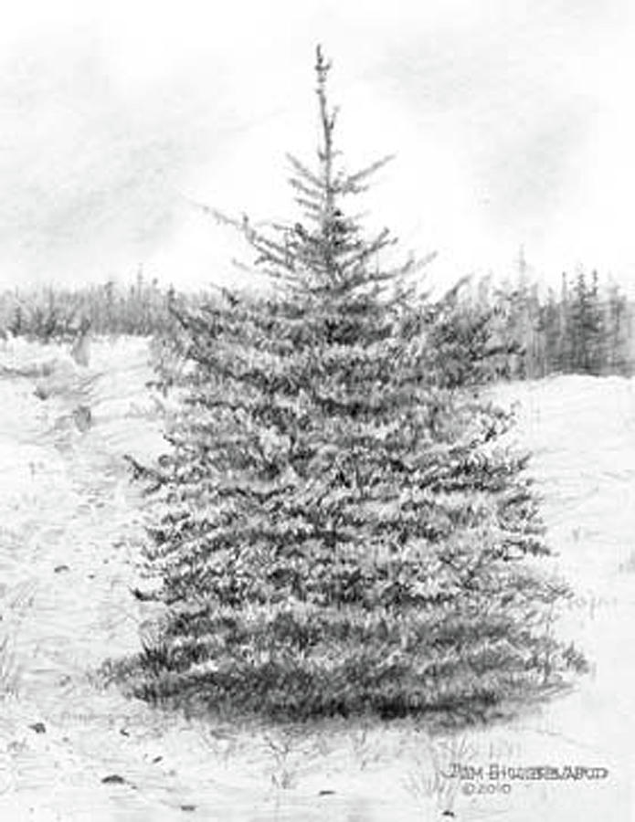 Tree Drawing - South Dakota-Black Hills Spruce by Jim Hubbard