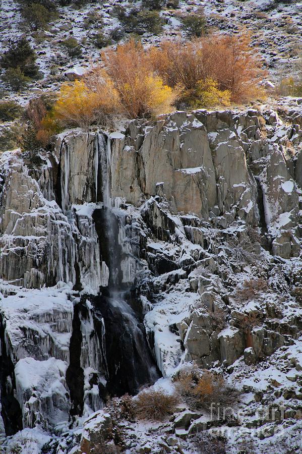 Waterfall Photograph - South Fork Creek Bishop by Lori Bristow Waterfall Photograph - South Fork Creek Bishop by Lori Bristow