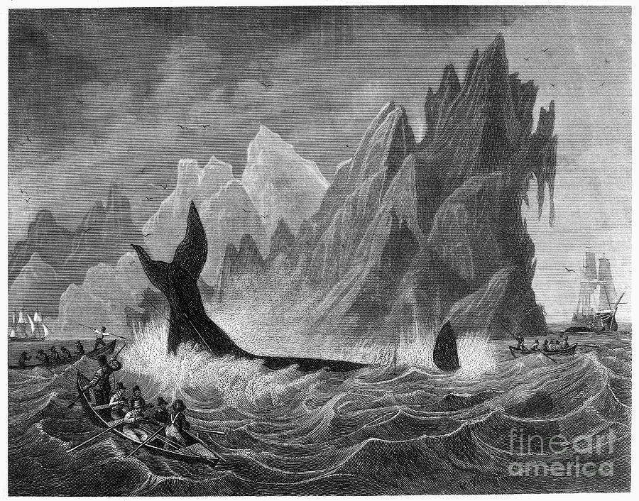 South Seas Whaling Photograph by Granger