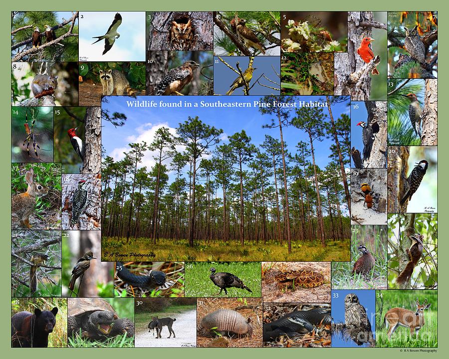 Southeastern Pine Forest Wildlife Poster Photograph by Barbara Bowen