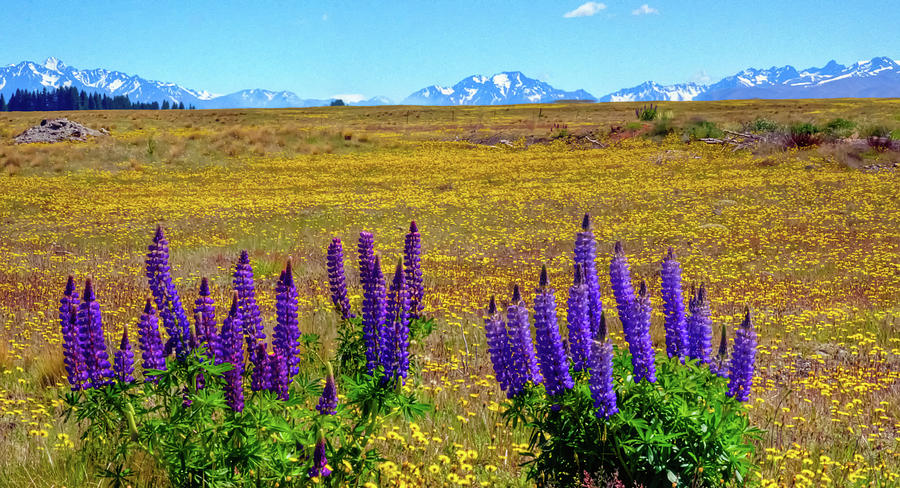 Southern Alps with Wildflowers in the Foreground Photograph by Harry Strharsky