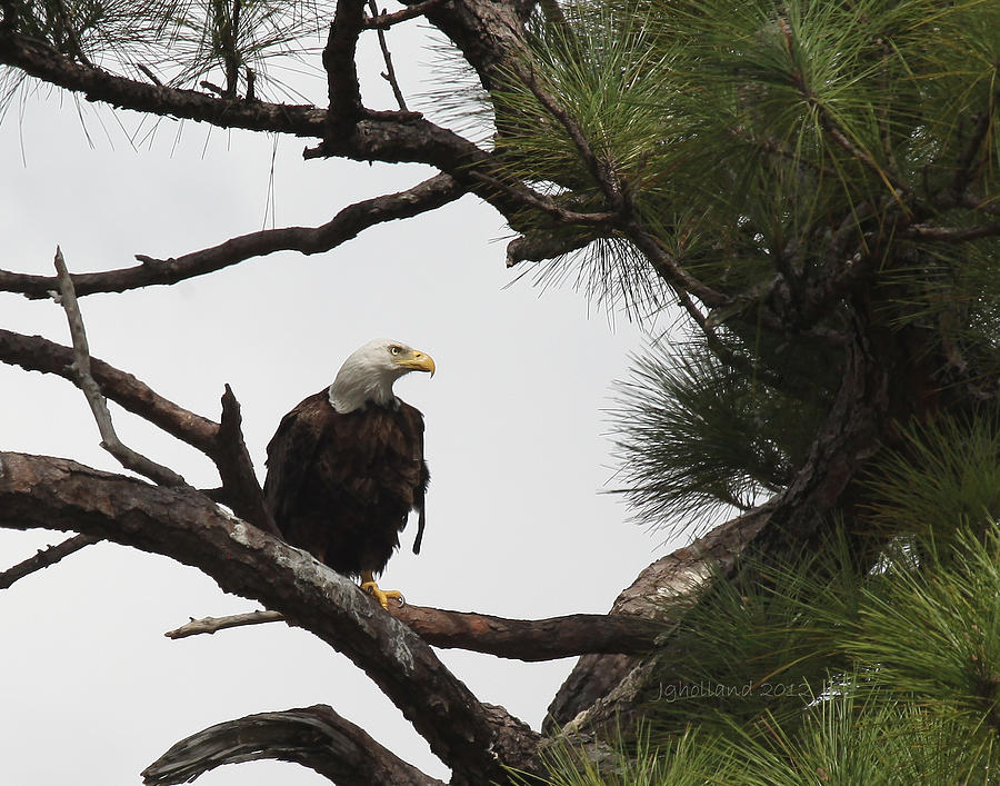 Southern Bald Eagle Photograph by Joseph G Holland