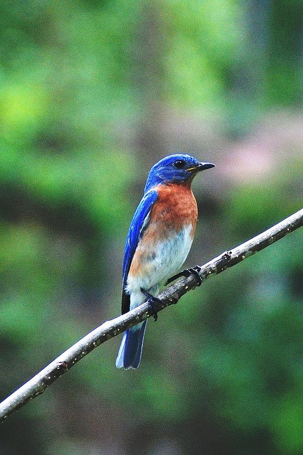 Southern Blue Bird by Charlene Bush