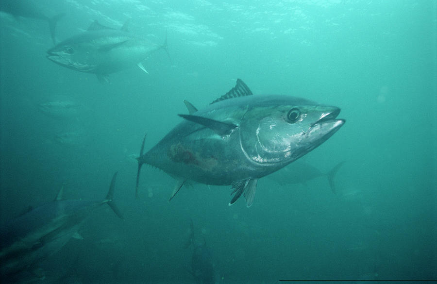 Southern Bluefin Tuna Thunnus Maccoyii Photograph by Mike Parry