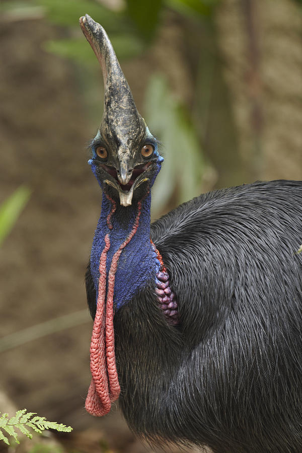 Southern Cassowary Jurong Bird Park Photograph by Tim Fitzharris