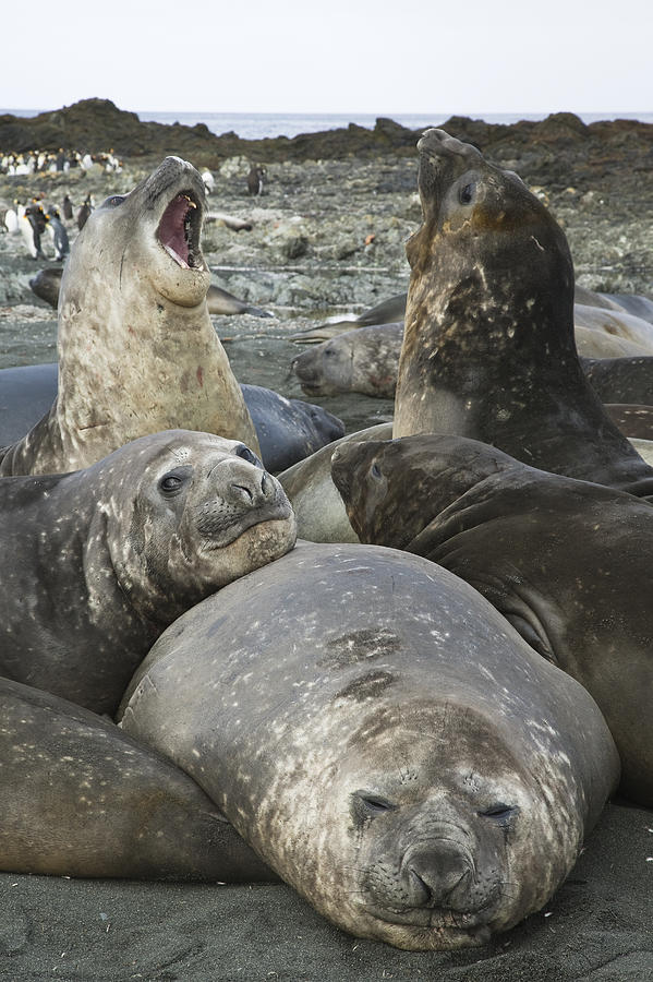 Animal Photograph - Southern Elephant Seal Juveniles by Colin Monteath