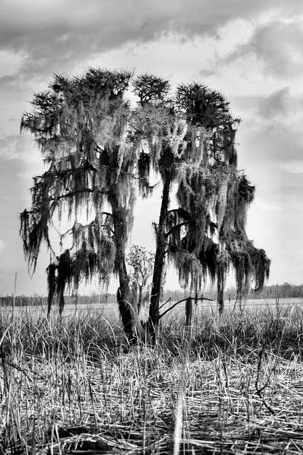 Southern in Black and White Photograph by JC Findley