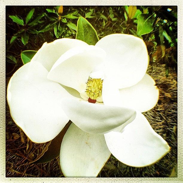 Vintage Photograph - Southern Magnolia. #hipstachallenge by Molly Slater Jones