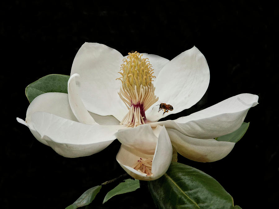 Southern Magnolia with Bee Photograph by Sandra Anderson
