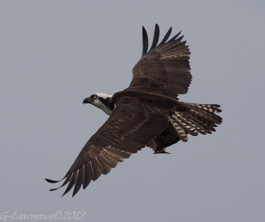 Southern Maryland Osprey 1 Photograph by Glenn Lawrence Fine Art America
