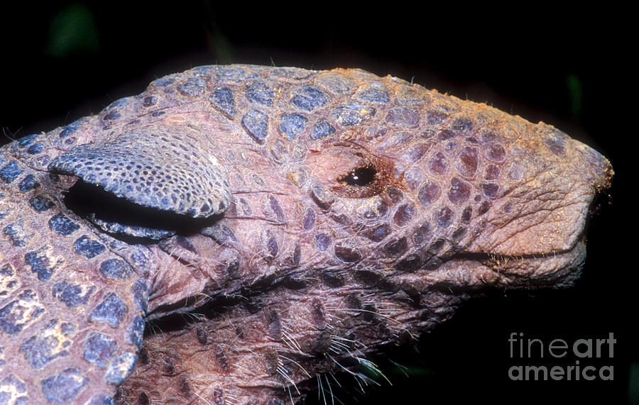 Southern Naked-tail Armadillo Photograph by Dante Fenolio