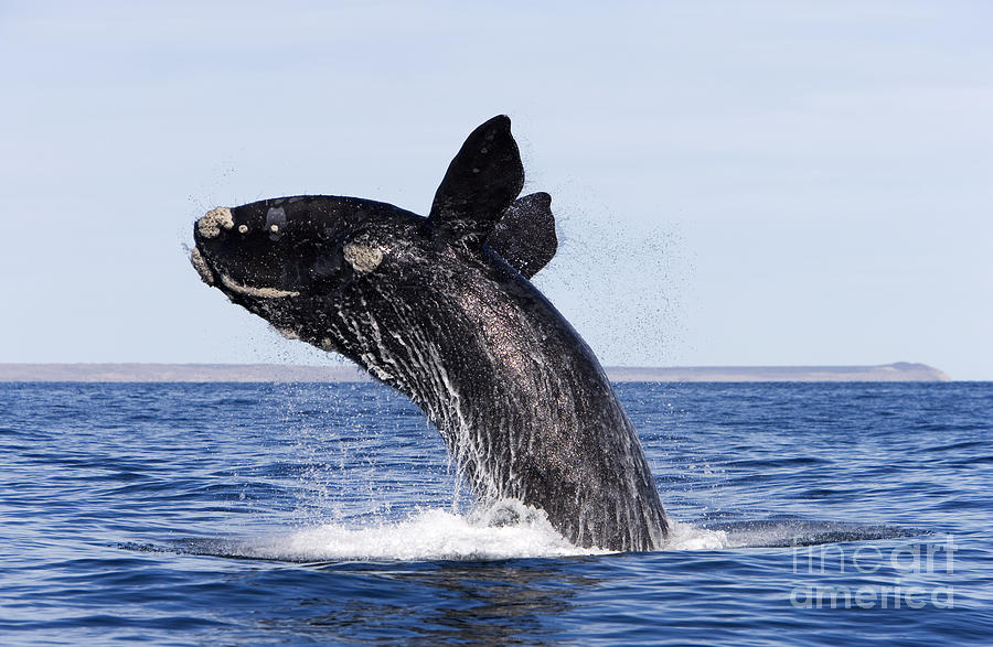 Animal Photograph - Southern Right Whale by Francois Gohier and Photo Researchers