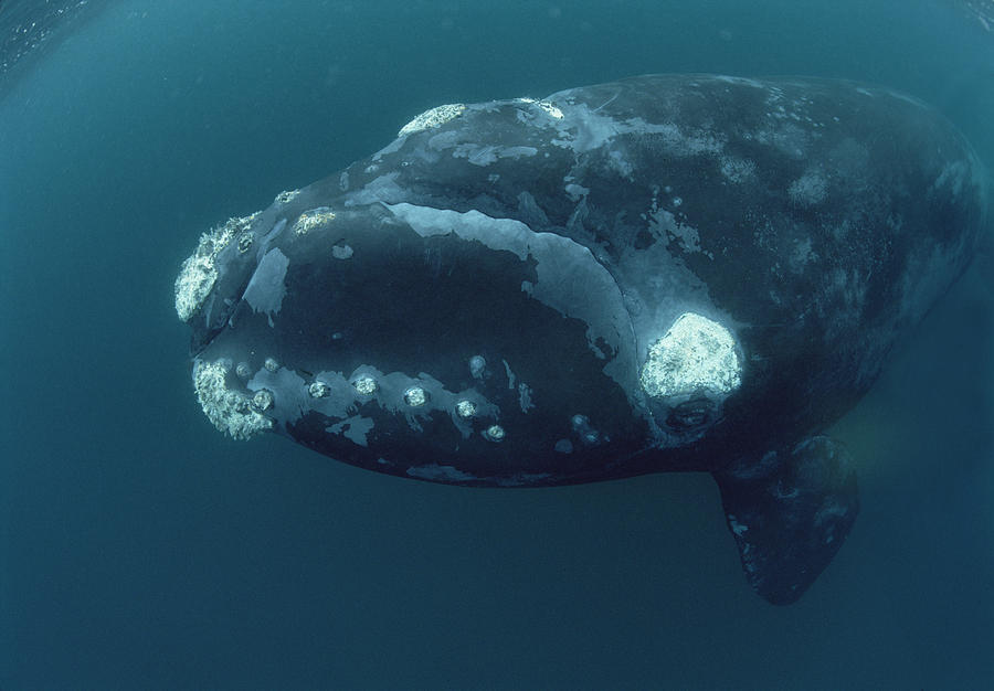 Southern Right Whale Under Boat Photograph by Flip Nicklin