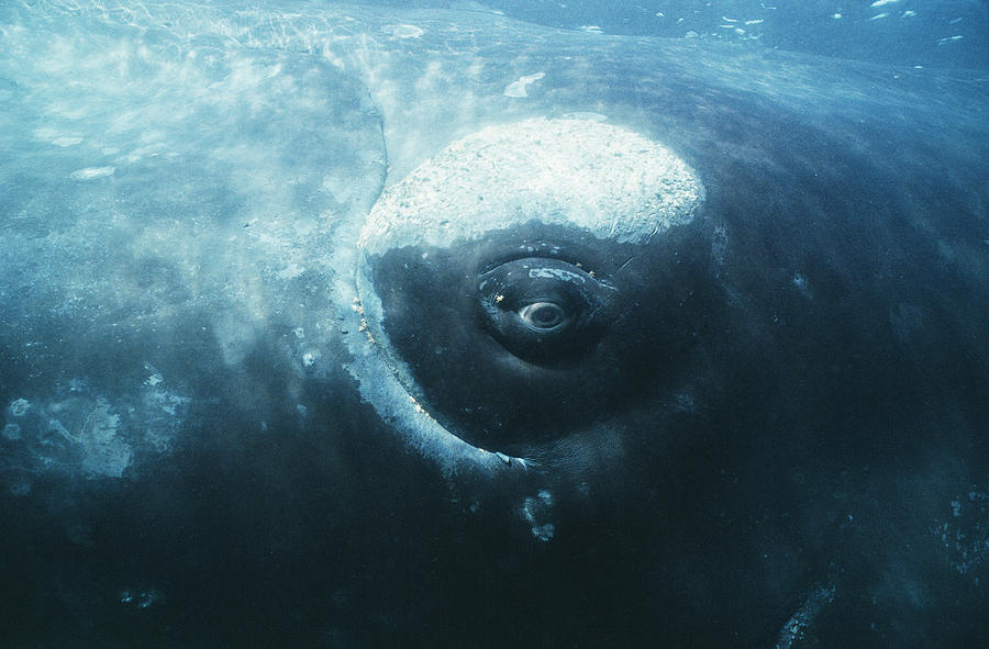 Southern Right Whales Eye Photograph by Doug Allan