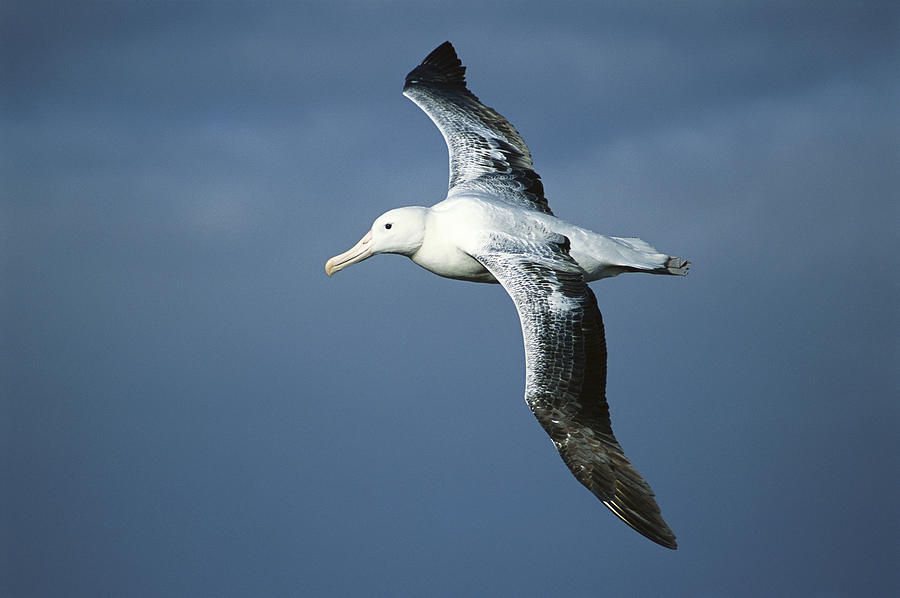 Albatross Photograph - Southern Royal Albatross Diomedea by Tui De Roy