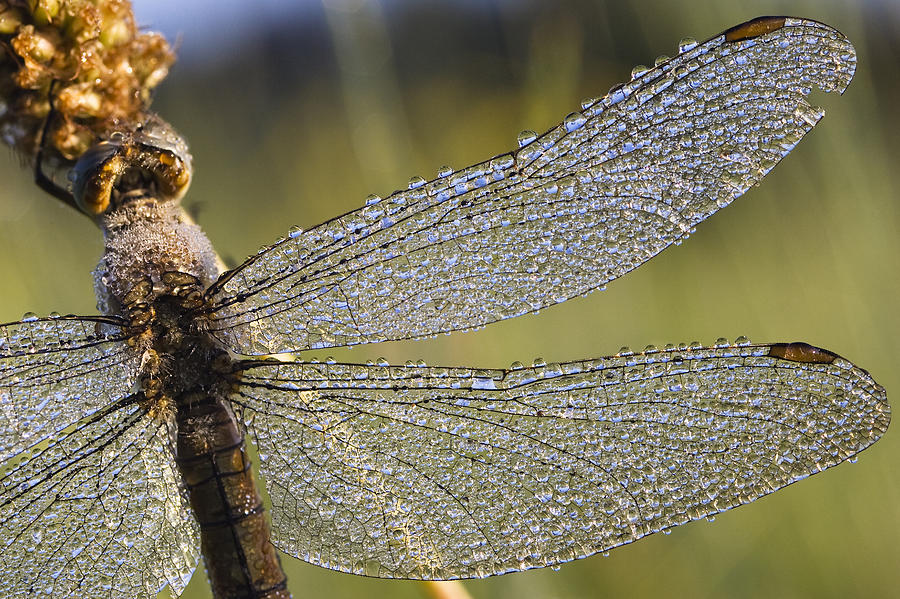 Southern Skimmer Orthetrum Brunneum Photograph by Konrad Wothe