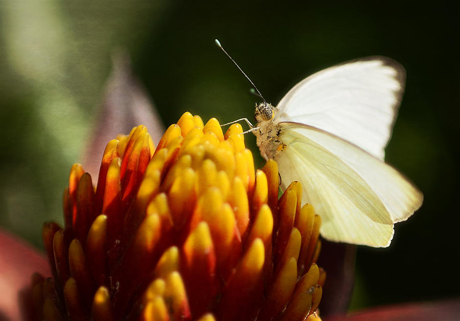 Southern White Butterfly  Photograph by Saija Lehtonen