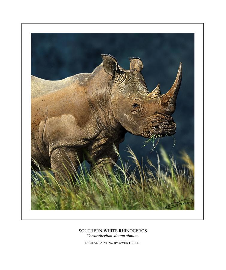 Southern White Rhino Digital Art by Owen Bell