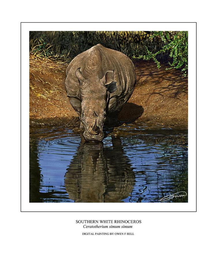 Southern White Rhinoceros at Waterhole Digital Art by Owen Bell