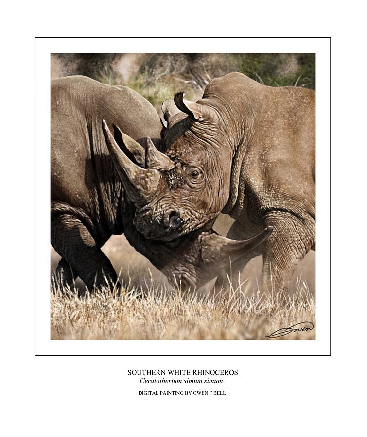 Southern White Rhinos Jousting Digital Art by Owen Bell