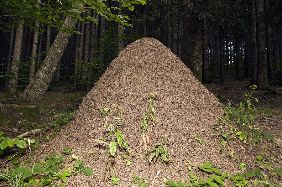 Southern Wood Ant Nest Photograph by Paul Harcourt Davies Fine Art
