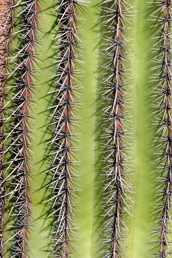 Southwest Saguaro Cactus Close-Up  Vertical Photograph by James BO Insogna