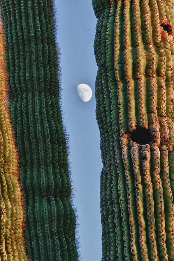 Nature Photograph - Southwest Saguaro Cactus Close-Up With Moon by James BO Insogna