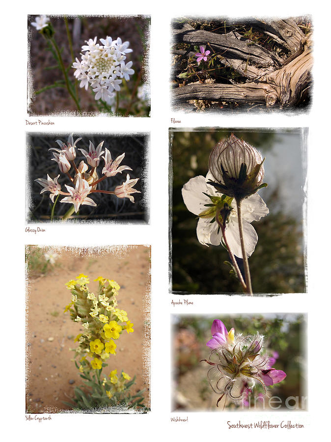 Nature Photograph - Southwest Wildflower Collection #2 by Judee Stalmack