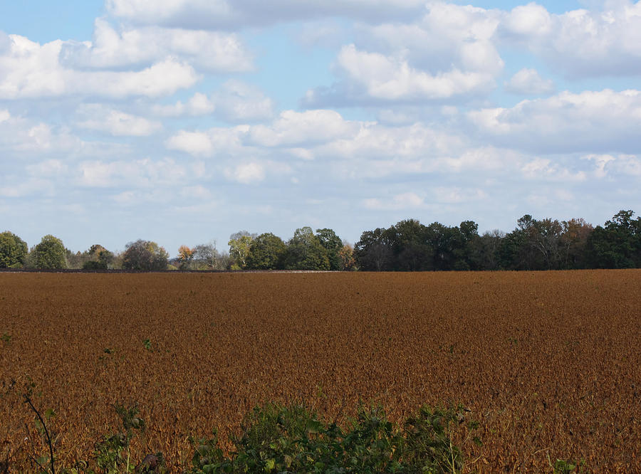 Soybean Fields in Limestone County Alabama Photograph by Kathy Clark
